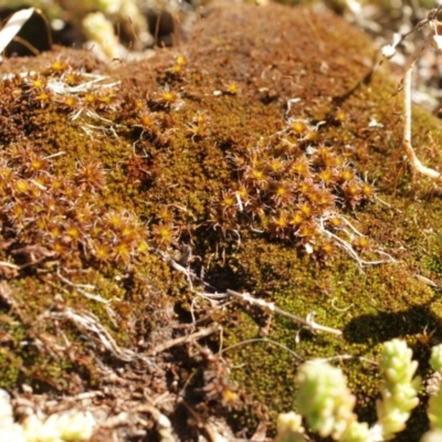 Unidentified Moss, Liverwort or Hornwort at Cooleman, NSW - 7 Feb 2021 by alex_watt