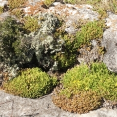 Sedum acre (Goldmoss Stonecrop) at Cooleman, NSW - 7 Feb 2021 by alex_watt