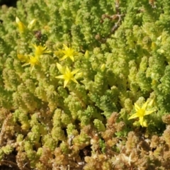 Sedum acre at Cooleman, NSW - 7 Feb 2021 10:13 PM