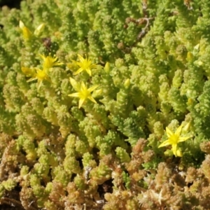 Sedum acre at Cooleman, NSW - 7 Feb 2021 10:13 PM
