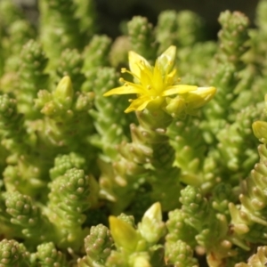 Sedum acre at Cooleman, NSW - 7 Feb 2021 10:13 PM