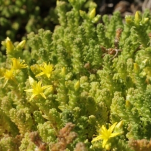 Sedum acre at Cooleman, NSW - 7 Feb 2021 10:13 PM