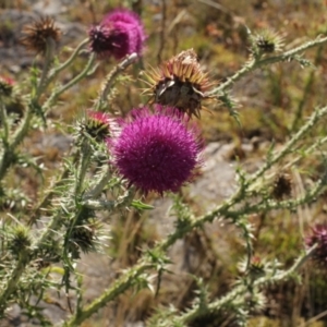 Carduus nutans at Cooleman, NSW - 7 Feb 2021