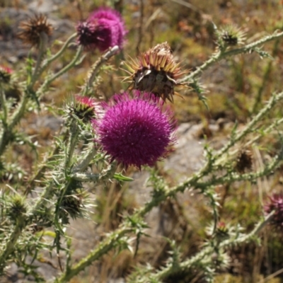 Carduus nutans (Nodding Thistle) at Cooleman, NSW - 7 Feb 2021 by alex_watt