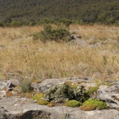 Carduus nutans at Cooleman, NSW - 7 Feb 2021