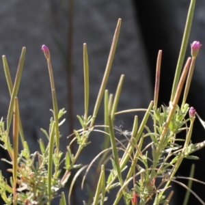 Epilobium sp. at Cooleman, NSW - 7 Feb 2021