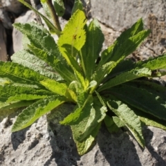 Verbascum virgatum (Green Mullein) at Cooleman, NSW - 7 Feb 2021 by alexwatt