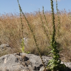 Verbascum virgatum at Cooleman, NSW - 7 Feb 2021 10:27 PM