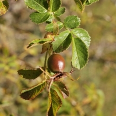 Rosa rubiginosa (Sweet Briar, Eglantine) at Cooleman, NSW - 7 Feb 2021 by alexwatt