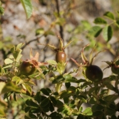 Rosa rubiginosa at Cooleman, NSW - 7 Feb 2021