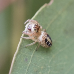 Opisthoncus sexmaculatus at Fyshwick, ACT - 10 Feb 2021 04:28 PM