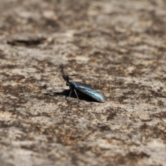 Pollanisus calliceros (A Forester moth (Procidinae)) at Cooleman, NSW - 7 Feb 2021 by alexwatt