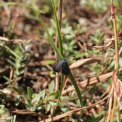 Pollanisus calliceros at Kosciuszko National Park - 7 Feb 2021