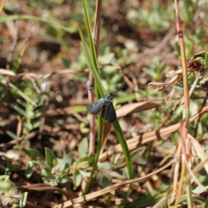 Pollanisus calliceros at Kosciuszko National Park - 7 Feb 2021