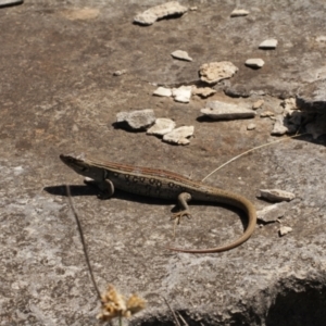 Liopholis whitii at Cooleman, NSW - 7 Feb 2021