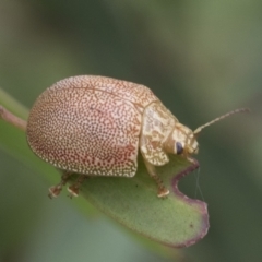 Paropsis atomaria (Eucalyptus leaf beetle) at Fyshwick, ACT - 10 Feb 2021 by AlisonMilton