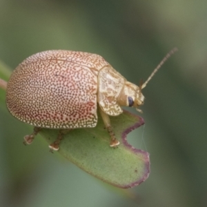 Paropsis atomaria at Fyshwick, ACT - 10 Feb 2021 11:27 AM