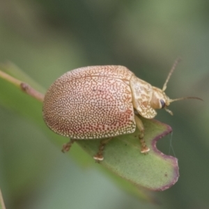 Paropsis atomaria at Fyshwick, ACT - 10 Feb 2021