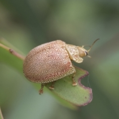 Paropsis atomaria at Fyshwick, ACT - 10 Feb 2021