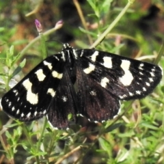 Phalaenoides tristifica (Willow-herb Day-moth) at Paddys River, ACT - 17 Feb 2021 by JohnBundock