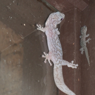 Christinus marmoratus (Southern Marbled Gecko) at Weston, ACT - 17 Feb 2021 by jmcleod