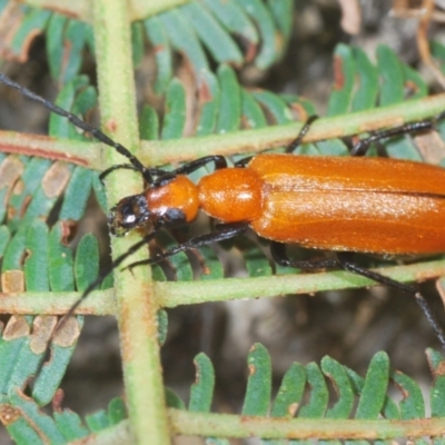 Zonitis sp. (genus) (Oil beetle) at Rugosa - 14 Feb 2021 by Harrisi