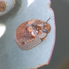 Paropsisterna m-fuscum (Eucalyptus Leaf Beetle) at Rugosa - 14 Feb 2021 by Harrisi