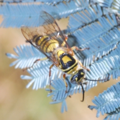 Agriomyia sp. (genus) (Yellow flower wasp) at Yass River, NSW - 14 Feb 2021 by Harrisi