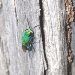 Chrysididae (family) (Cuckoo wasp or Emerald wasp) at Yass River, NSW - 14 Feb 2021 by Harrisi