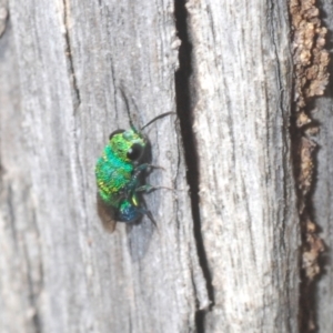 Chrysididae (family) at Yass River, NSW - 14 Feb 2021