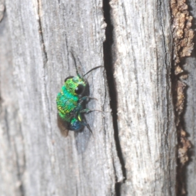 Chrysididae (family) (Cuckoo wasp or Emerald wasp) at Rugosa - 14 Feb 2021 by Harrisi