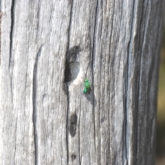 Chrysididae (family) at Yass River, NSW - 14 Feb 2021 03:54 PM