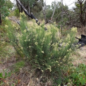 Cassinia quinquefaria at Cook, ACT - 10 Feb 2021 08:55 AM