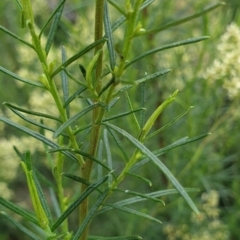 Cassinia quinquefaria at Cook, ACT - 10 Feb 2021 08:55 AM