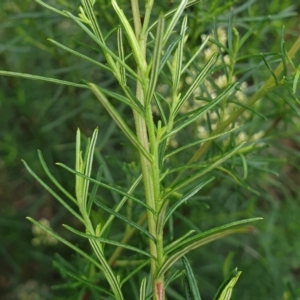 Cassinia quinquefaria at Cook, ACT - 10 Feb 2021 08:55 AM