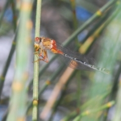 Xanthagrion erythroneurum (Red & Blue Damsel) at Yass River, NSW - 14 Feb 2021 by Harrisi