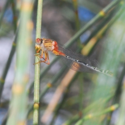 Xanthagrion erythroneurum (Red & Blue Damsel) at Yass River, NSW - 14 Feb 2021 by Harrisi