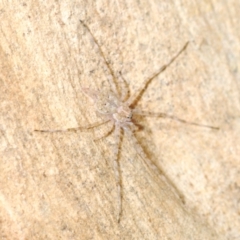 Tamopsis sp. (genus) (Two-tailed spider) at Yass River, NSW - 14 Feb 2021 by Harrisi