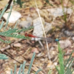 Xanthagrion erythroneurum (Red & Blue Damsel) at Rugosa - 14 Feb 2021 by Harrisi