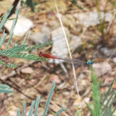 Xanthagrion erythroneurum (Red & Blue Damsel) at Rugosa - 14 Feb 2021 by Harrisi