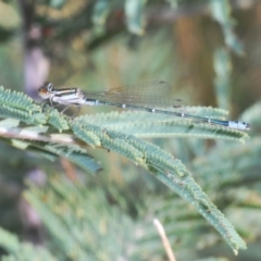 Austroagrion watsoni (Eastern Billabongfly) at Yass River, NSW - 14 Feb 2021 by Harrisi