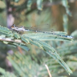 Austroagrion watsoni at Yass River, NSW - 14 Feb 2021 04:24 PM