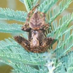 Araneinae (subfamily) (Orb weaver) at Yass River, NSW - 14 Feb 2021 by Harrisi