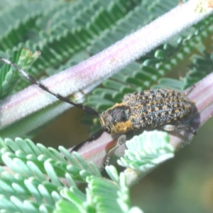 Ancita marginicollis at Rugosa - 14 Feb 2021 04:29 PM