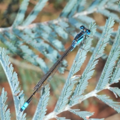 Ischnura heterosticta (Common Bluetail Damselfly) at Yass River, NSW - 14 Feb 2021 by Harrisi