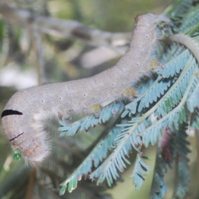 Pararguda nasuta (Wattle Snout Moth) at Rugosa - 14 Feb 2021 by Harrisi