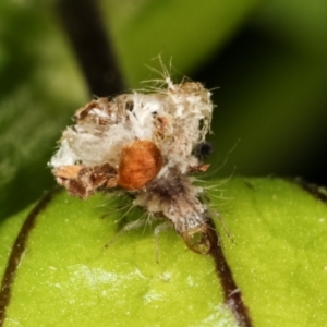 Chrysopidae (family) at Melba, ACT - 16 Feb 2021