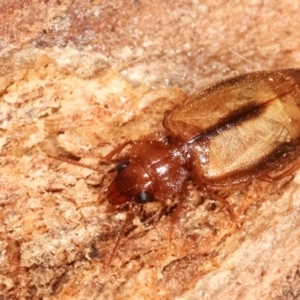 Agonocheila sp. (genus) at Melba, ACT - 16 Feb 2021 04:53 PM