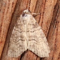 Calathusa sp nr dispila at Melba, ACT - 16 Feb 2021 by kasiaaus