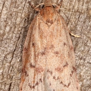 Heliocausta undescribed species at Melba, ACT - 16 Feb 2021 09:17 PM